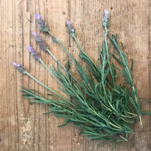Load image into Gallery viewer, Dried Lavender Six Sprigs 6"-8" | Tablescape, Place Setting