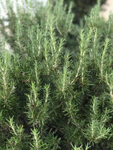 Load image into Gallery viewer, Dried Hand Made Rosemary, Lavender, and White Sage Smudge Stick Wand | New Moon Ceremony, Cleansing 6 - 8 inch