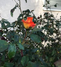 Load image into Gallery viewer, Dried Handmade Rose Smudge Wand | Roses and Rosemary | New Moon, Incense, Cleansing, Ritual