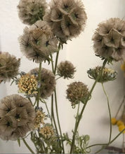 Load image into Gallery viewer, Dried Handmade Rosemary, Scabiosa Smudge Stick Wand | Scabiosa, Yarrow, Baby’s Breath , and Rosemary, New Moon Ceremony, Cleansing 8 inch