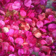 Load image into Gallery viewer, FUCHSIA Dried Bougainvillea Petals Wedding Confetti | Table Decor Tablescape
