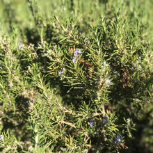Load image into Gallery viewer, Dried Hand Made Rosemary & Bougainvillea Smudge Stick | Incense, Cleansing