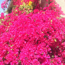 Load image into Gallery viewer, Dried Hand Made Rosemary & Bougainvillea Smudge Stick | Incense, Cleansing