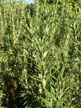 Load image into Gallery viewer, Fresh Rosemary Kitchen Herb Bundle | Tablescape, Table Decor 6" - 8"