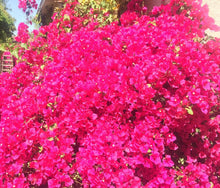 Load image into Gallery viewer, FUCHSIA Dried Bougainvillea Petals Wedding Confetti | Table Decor Tablescape