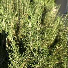 Load image into Gallery viewer, Freshly Hand Made Rosemary Smudge 6 - 8 inch | Rosemary Bunch Six 5" - 6"