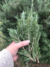 Load image into Gallery viewer, Dried Hand Made Rosemary Smudge Wand | New Moon, Incense, Cleansing, Ritual 6 - 8 inch