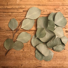 Load image into Gallery viewer, Dried Silver Dollar Eucalyptus Leaves | Wedding Confetti, Wedding Toss, Table Decor, Tablescape - 50 Leaves
