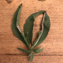 Load image into Gallery viewer, Dried Handmade White Sage Smudge Stick Wand | New Moon Ceremony | Cleansing 5 inch