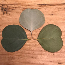 Load image into Gallery viewer, Dried Silver Dollar Eucalyptus Leaves | Wedding Confetti, Wedding Toss, Table Decor, Tablescape - 50 Leaves
