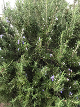 Load image into Gallery viewer, Fresh Rosemary and Eucalyptus Mini Bouquet with Thistle | Eucalyptus Bouquet, Aromatherapy, Tablescape