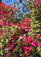 Load image into Gallery viewer, Bulk FUCHSIA Dried Bougainvillea Petals Wedding Confetti | Table Decor Tablescape | Large Bag