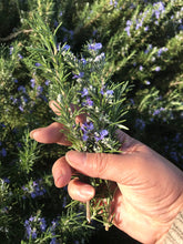 Load image into Gallery viewer, Large Fresh Rosemary Kitchen Herb Bundle | Tablescape, Table Decor 10" - 11"