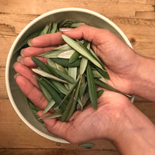 Load image into Gallery viewer, FRESH Olive Leaves for Large Parties or Weddings | Bulk Order | Wedding Confetti Biodegradable, Tablescape