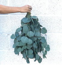 Load image into Gallery viewer, Dried Silver Dollar Eucalyptus Leaves | Wedding Toss, Confetti - Large Bag