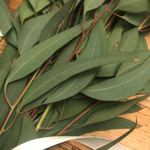 Load image into Gallery viewer, DRIED Eucalyptus Sugar Gum Bouquet | Sugar Gum Eucalyptus Branches | Aromatherapy, Centerpiece Wedding Decor, Tablescape