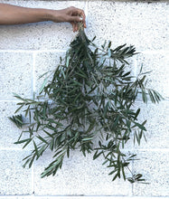Load image into Gallery viewer, FRESH Olive Leaves | Hand Picked | Wedding Confetti, Olive Leaves Wedding Toss
