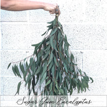 Load image into Gallery viewer, DRIED Quatre Eucalyptus Bouquets | Silver Dollar, Seeded, Sugar Gum, Silver Leaf Branches | Aromatherapy, Centerpiece Wedding, Tablescape