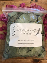 Load image into Gallery viewer, Dried Silver Dollar Eucalyptus Leaves | Wedding Toss, Confetti - Large Bag