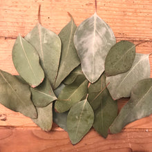 Load image into Gallery viewer, Dried Spade Shape (Silver Dollar) Eucalyptus Leaves | Wedding Toss | Confetti - Large Bag