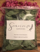 Load image into Gallery viewer, Dried Spade Shape (Silver Dollar) Eucalyptus Leaves | Wedding Toss | Confetti - Large Bag