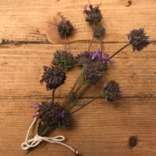 Load image into Gallery viewer, Dried Cleveland Sage Sprigs | Aromatherapy, Self Care Six Sprigs 5"-7"