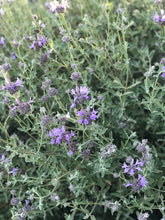 Load image into Gallery viewer, Dried Cleveland Sage Sprigs | Aromatherapy, Self Care Six Sprigs 5"-7"