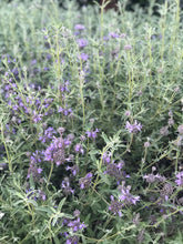 Load image into Gallery viewer, Dried Cleveland Sage Sprigs| Aromatherapy, Six Sprigs 8"-10"