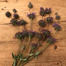 Load image into Gallery viewer, Dried Cleveland Sage Sprigs| Aromatherapy, Six Sprigs 8"-10"
