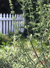 Load image into Gallery viewer, White Sage and Roses Smudge Wand | New Moon Ceremony, Cleansing