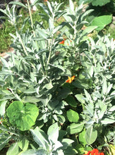 Load image into Gallery viewer, White Sage and Roses Smudge Wand | New Moon Ceremony, Cleansing