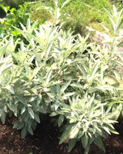 Load image into Gallery viewer, White Sage and Roses Smudge Wand | New Moon Ceremony, Cleansing