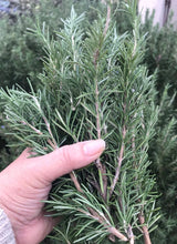 Load image into Gallery viewer, Fresh Rosemary Sprigs | Rosemary Bunch Six 5" - 6" , Tablescape, Placesetting