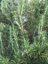 Load image into Gallery viewer, Fresh Rosemary Sprigs | Rosemary Bunch Six 5" - 6" , Tablescape, Placesetting
