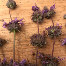 Load image into Gallery viewer, Dried Cleveland Sage Sprigs| Aromatherapy, Six Sprigs 8"-10"