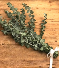 Load image into Gallery viewer, DRIED Quatre Eucalyptus Bouquets | Silver Dollar, Seeded, Sugar Gum, Silver Leaf Branches | Aromatherapy, Centerpiece Wedding, Tablescape