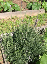 Load image into Gallery viewer, Dried Hand Made Rosemary, Lavender, and Eucalyptus Smudge Stick Wand | New Moon, Self Care