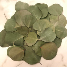 Load image into Gallery viewer, Dried Silver Dollar Eucalyptus Leaves | Wedding Confetti, Wedding Toss, Table Decor, Tablescape - 50 Leaves