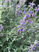 Load image into Gallery viewer, Assorted SAGE Smudge Kit Bundle | Self Care