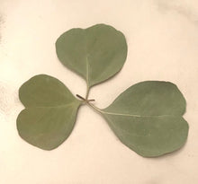 Load image into Gallery viewer, Dried Silver Dollar Eucalyptus Leaves | Wedding Confetti, Wedding Toss, Table Decor, Tablescape - 50 Leaves