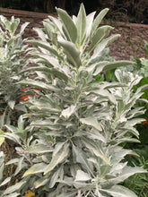 Load image into Gallery viewer, Dried Handmade White Sage Smudge Stick Wand | New Moon Ceremony | Cleansing 5 inch