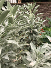 Load image into Gallery viewer, Dried Handmade White Sage Smudge Stick Wand | New Moon Ceremony | Cleansing 5 inch