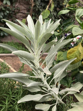 Load image into Gallery viewer, Dried Handmade White Sage Smudge Stick Wand | New Moon Ceremony | Cleansing 5 inch