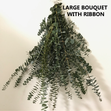 Load image into Gallery viewer, FRESH Eucalyptus Bouquet | Silver Leaf Mountain Gum Eucalyptus Branches | Aromatherapy, Tablescape, Self Care