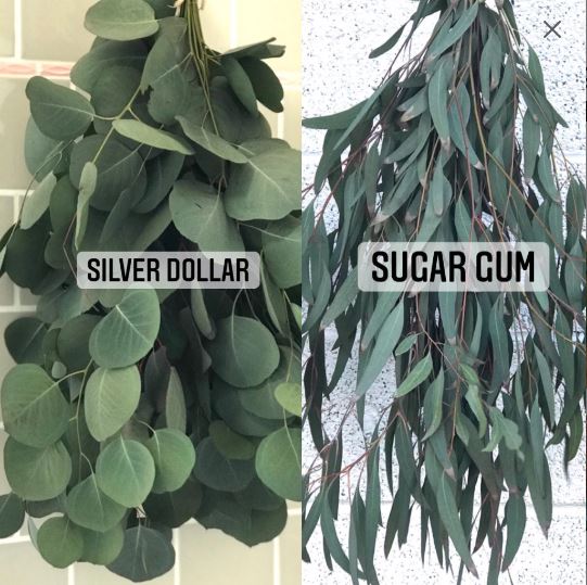 DRIED Eucalyptus Duo Bouquets | Silver Dollar and Sugar Gum Branches Aromatherapy, Centerpiece, Wedding Decor, Tablescape