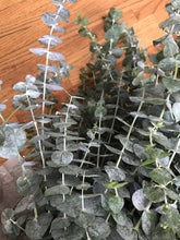 Load image into Gallery viewer, FRESH Eucalyptus Bouquet | Silver Leaf Mountain Gum Eucalyptus Branches | Aromatherapy, Tablescape, Self Care
