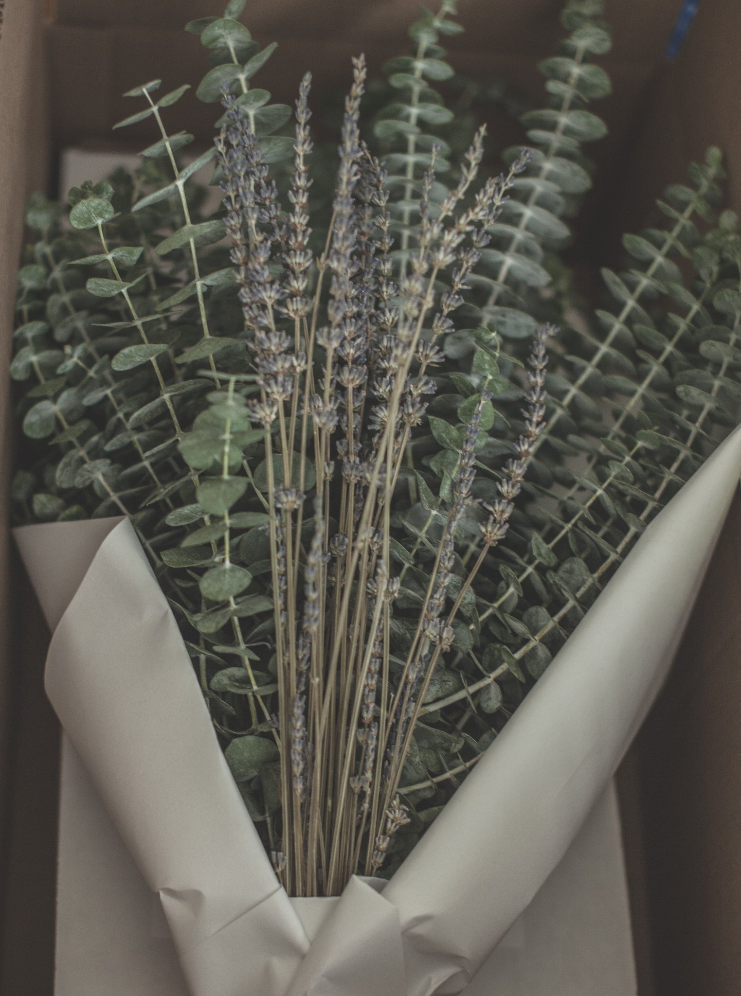lavender and eucalyptus plants Eucalyptus + Lavender Shower Bunch| Eucalyptus Bouquet