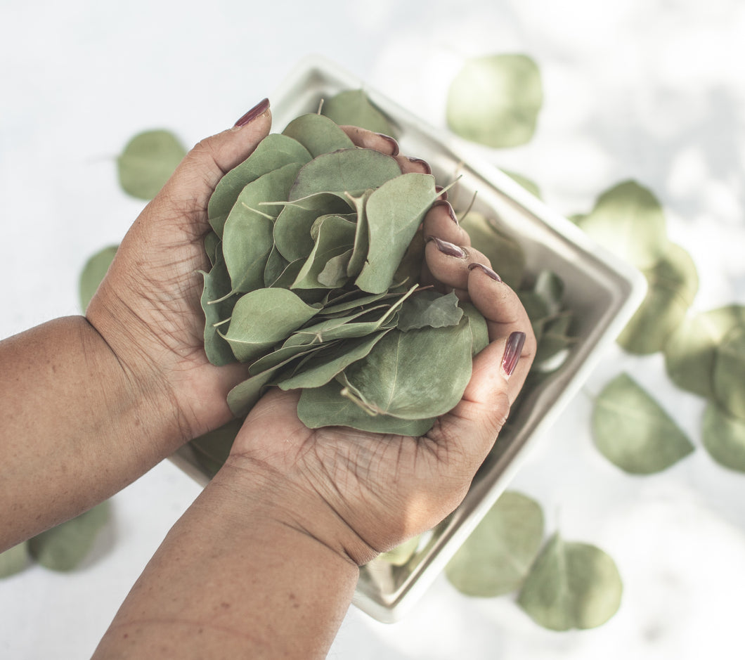 Dried Silver Dollar Eucalyptus Leaves | Wedding Confetti, Wedding Toss, Table Decor, Tablescape - 50 Leaves