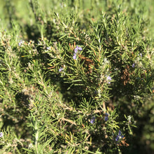 Load image into Gallery viewer, Freshly Hand Made Rosemary Smudge 6 - 8 inch | Rosemary Bunch Six 5&quot; - 6&quot;
