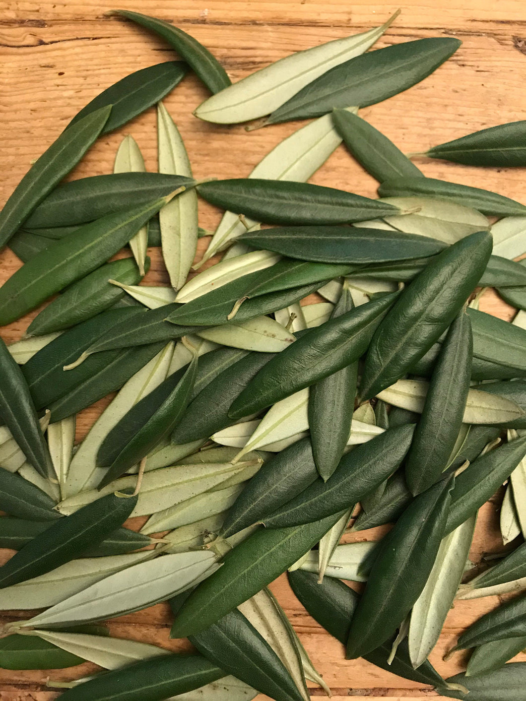 FRESH Olive Leaves for Large Parties or Weddings | Bulk Order | Wedding Confetti Biodegradable, Tablescape